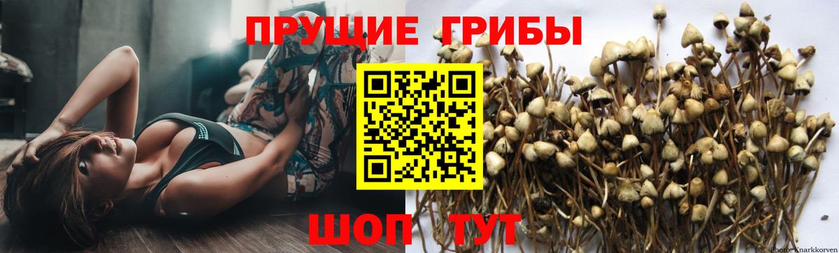 Псилоцибиновые грибы мицелий Красноярск